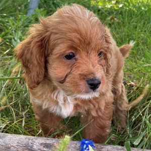 Cavapoo Puppy Winston