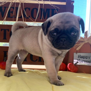 Pug Puppy Ester