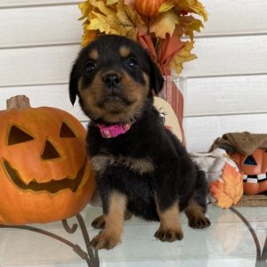 Rottweiler Puppy Alexandria