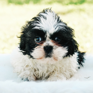 Shih Tzu Puppy Alec