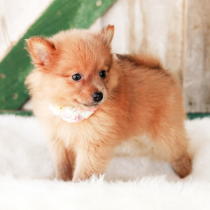 Pomeranian Puppy Ivy