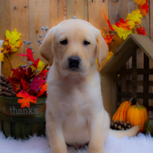 Labrador Retriever Puppy Titus