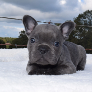 French Bulldog Puppy Liberty