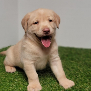 Labrador Retriever Puppy Mack