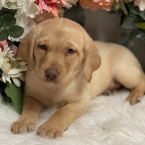 Labrador Retriever Puppy Jade