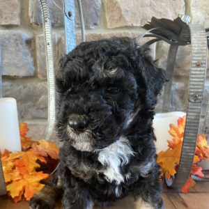 Bernedoodle Puppy Forrest