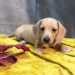 Dachshund Puppy Carlos