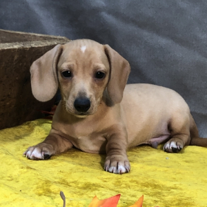 Dachshund Puppy Carlos