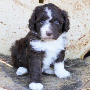 Aussiedoodle Puppy Beth
