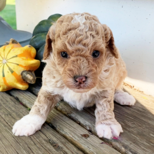 Poodle Puppy Mac