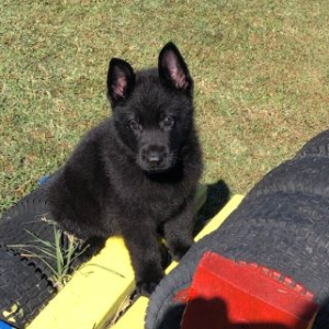 German Shepherd Dog Puppy Vadar