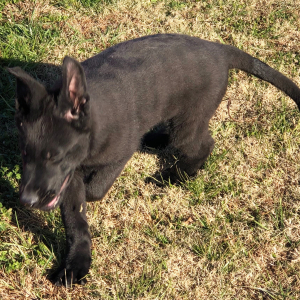 German Shepherd Dog Puppy Vadar