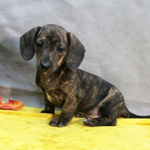 Dachshund Puppy Cory