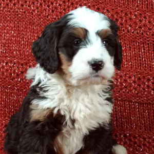 Bernedoodle Puppy Duke