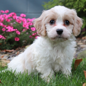 Cavachon Puppy Charlene