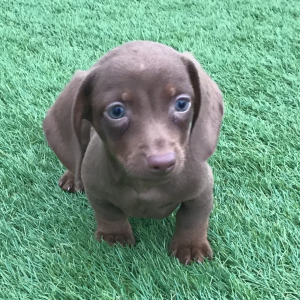 Dachshund Puppy Rody