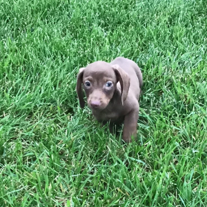 Dachshund Puppy Rody