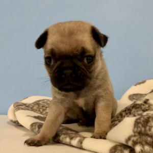 Pug Puppy Tubbers