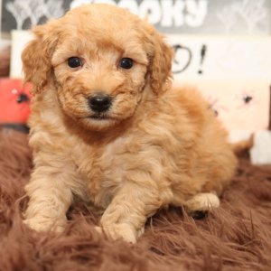 Goldendoodle Puppy Paloma