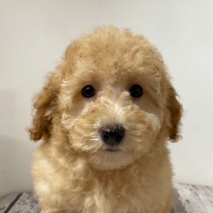 Goldendoodle Puppy Paloma
