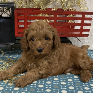Cavapoo Puppy Blake