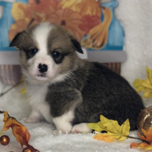 Pembroke Welsh Corgi Puppy Andrew