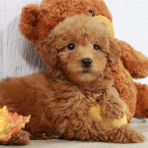 Goldendoodle Puppy Pauling