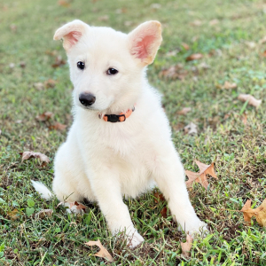German Shepherd Dog Puppy Daisy