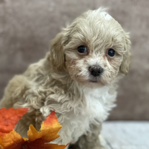 Shihpoo Puppy Levi