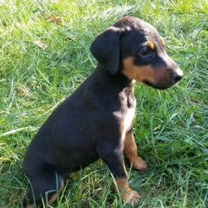 Doberman Pinscher Puppy Raven