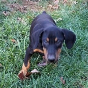 Doberman Pinscher Puppy Winston