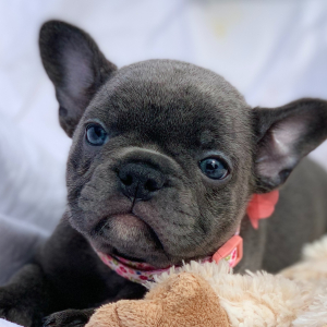 French Bulldog Puppy Shiloh
