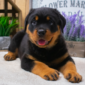 Rottweiler Puppy Bruce