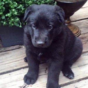 German Shepherd Dog Puppy Raven