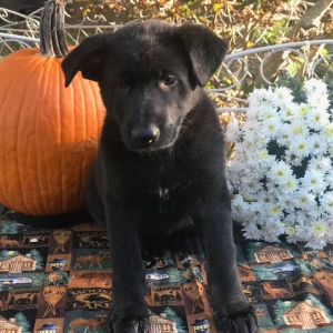 German Shepherd Dog Puppy Raven