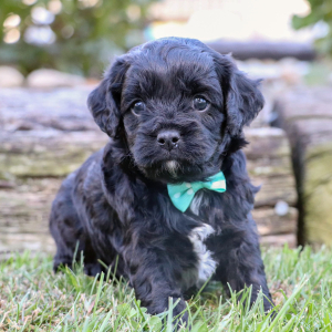 Cavapoo Puppy Emerson
