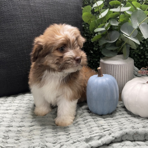 Havanese Puppy Loki