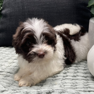 Havanese Puppy Luke