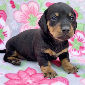 Dachshund Puppy Randy