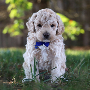 Bichonpoo Puppy Arthur