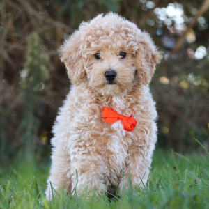 Bichonpoo Puppy Arthur