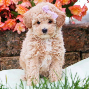 Bichonpoo Puppy Gabby