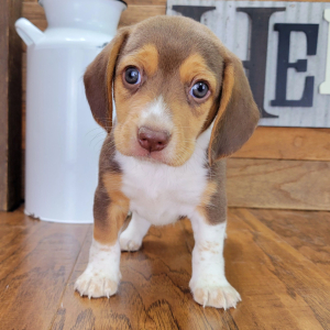 Beagle Puppy Toby