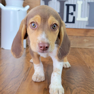 Beagle Puppy Toby