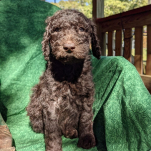 Goldendoodle Puppy Buster