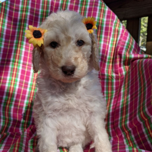Goldendoodle Puppy Trixie