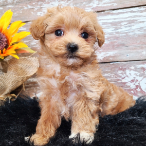 Maltipoo Puppy Paris