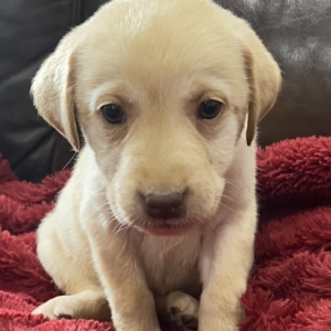 Labrador Retriever Puppy Mazi