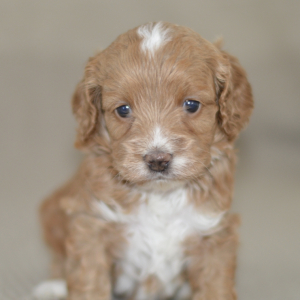 Cockapoo Puppy Navy