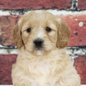 Goldendoodle Puppy Abigail